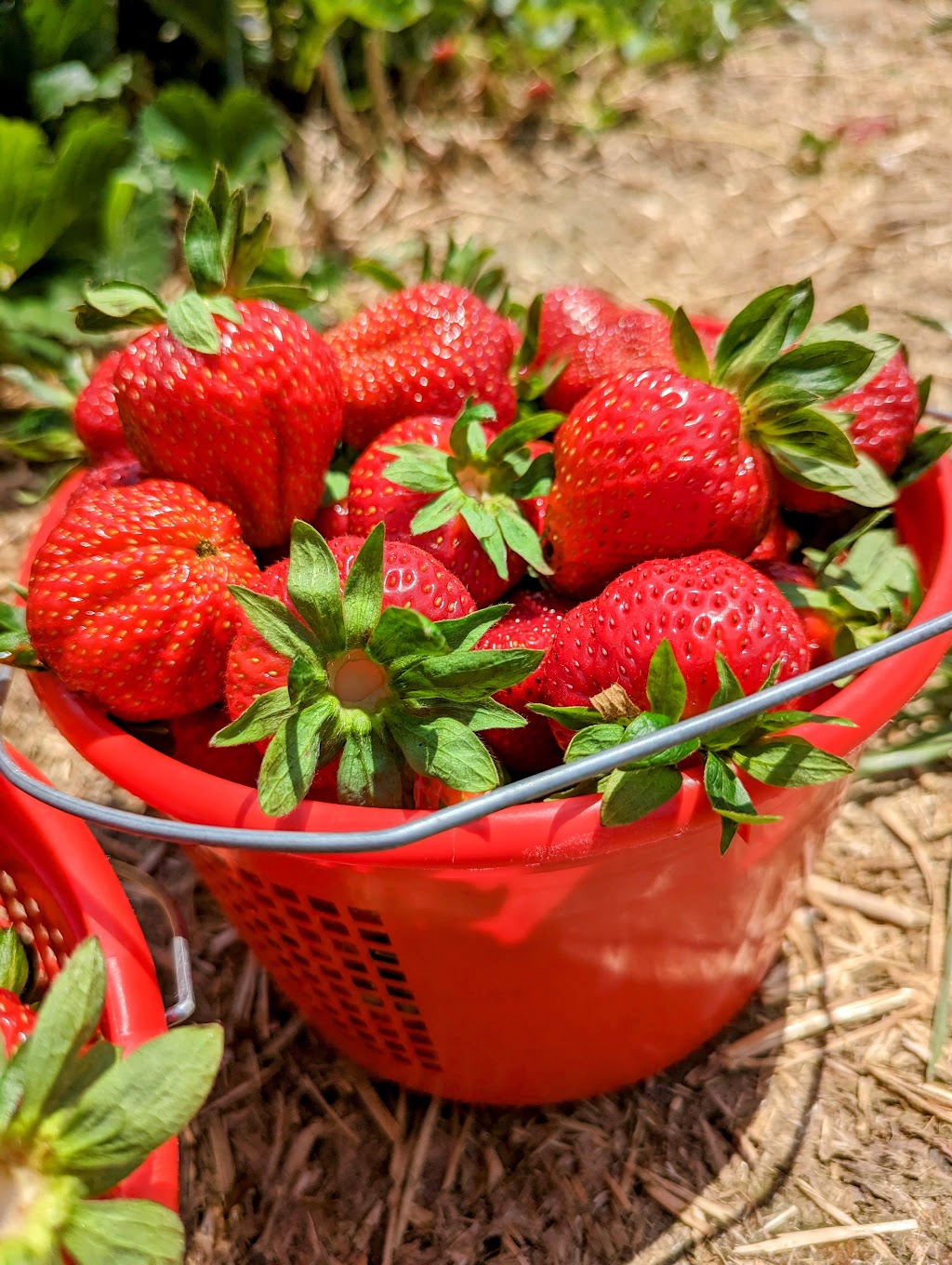 Slate Farms Strawberries | 1601 TN-76, Clarksville, TN 37043, USA | Phone: (931) 241-3966