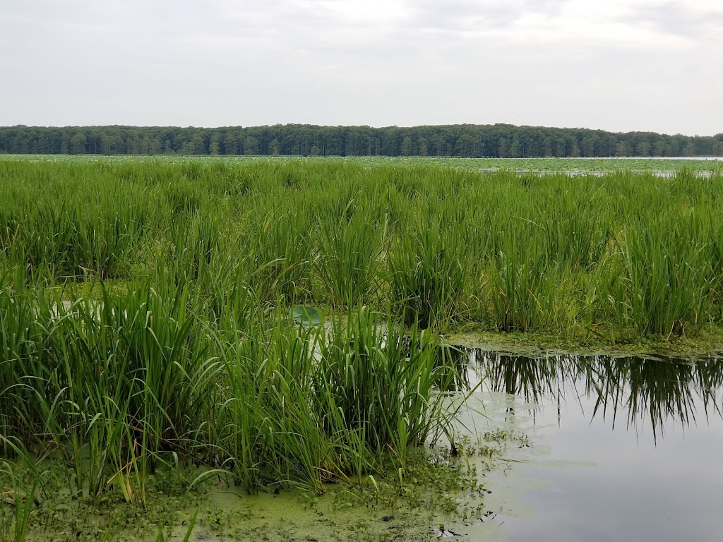 Wapanocca National Wildlife Refuge | 178 Hammond Ave, Turrell, AR 72384, USA | Phone: (870) 343-2595