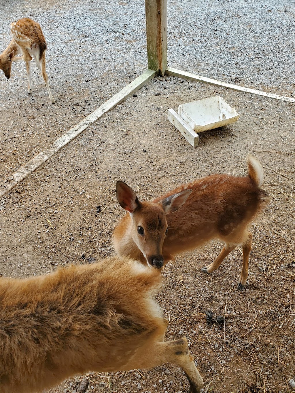 Critter Lane Petting Zoo | 9100 Critter Ln, Valles Mines, MO 63087, USA | Phone: (573) 358-8995