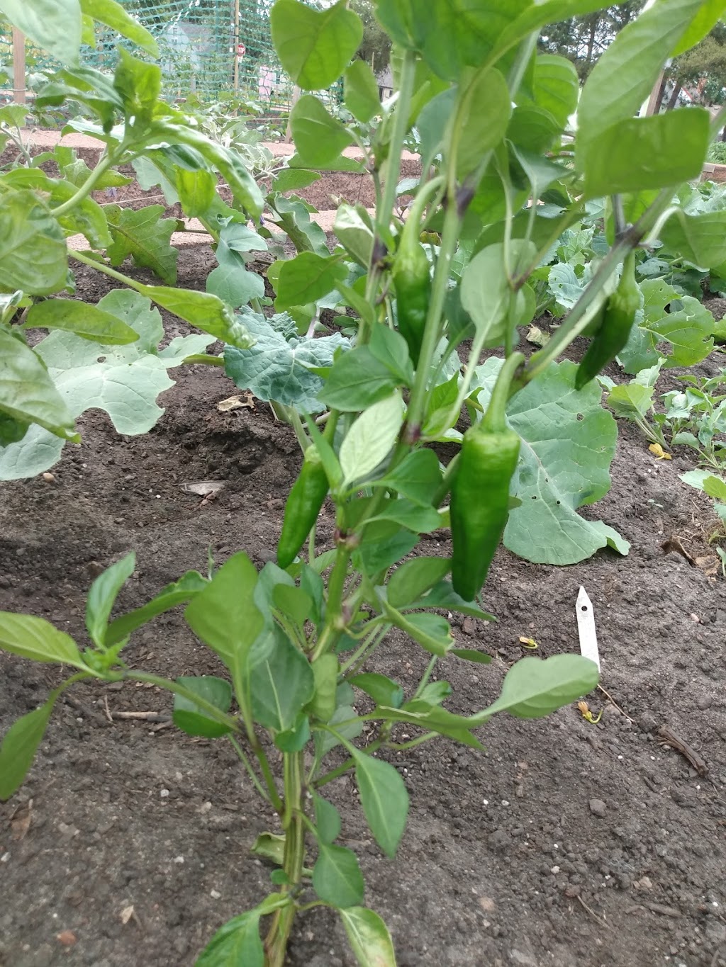 Jenny Lind Community Garden | 1053 51st Ave N, Minneapolis, MN 55430, USA | Phone: (612) 668-2020 Jenny Lind Community Garden | 1053 51st Ave N, Minneapolis, MN 55430, USA | Phone: (612) 668-2020
