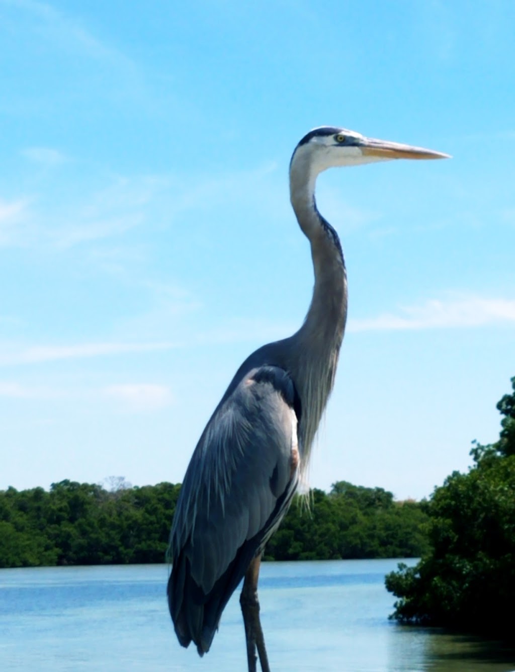 Captain Fins Sightseeing and Boat Tours | Pick up location, 1325 Gulf Dr S, Bradenton Beach, FL 34217, USA | Phone: (941) 920-2573