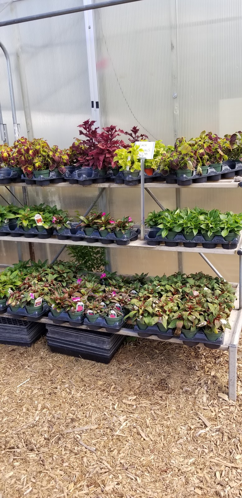Albuquerque Water Gardens & Nursery | 1800 Candelaria Rd NW, Albuquerque, NM 87107, USA | Phone: (505) 246-8278