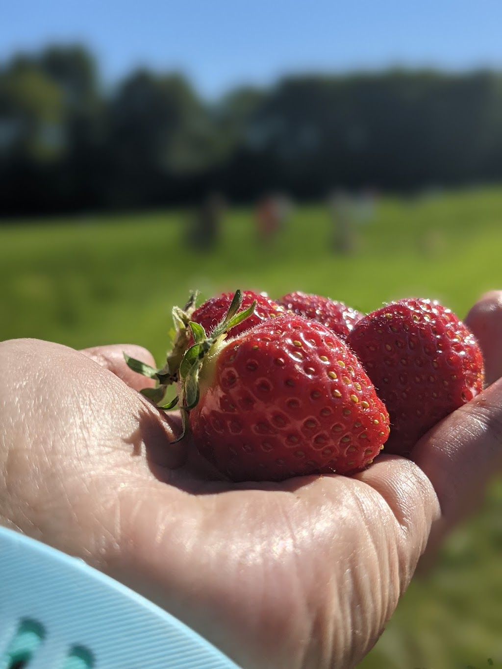 White Pine Berry Farm | 1482 Oak Dr, River Falls, WI 54022, USA | Phone: (715) 222-2946