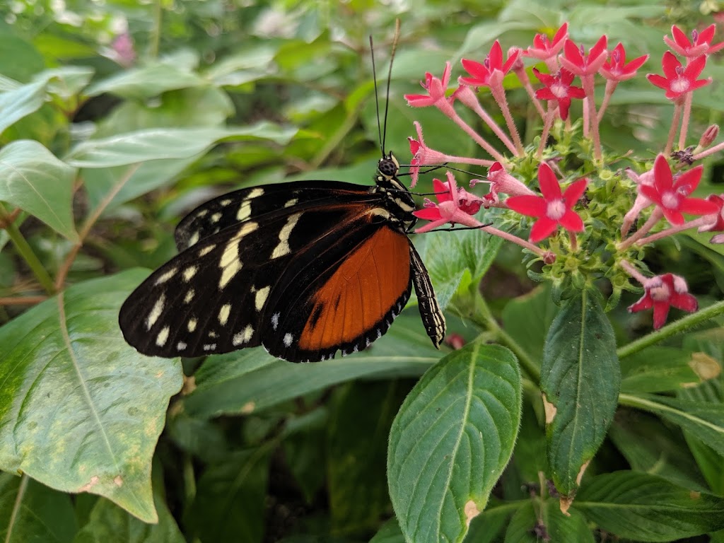 The Butterfly House | 11455 Obee Rd, Whitehouse, OH 43571, USA | Phone: (419) 877-2733