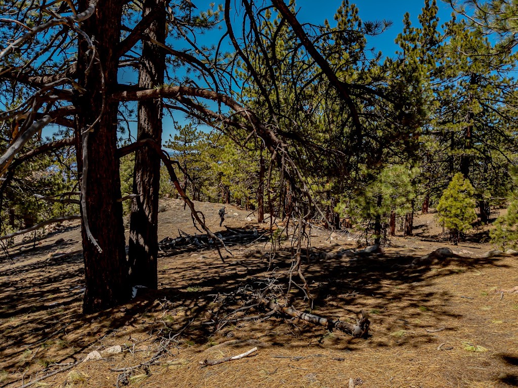 Chumash Wilderness | Mt Pinos Rd, Frazier Park, CA 93225, USA | Phone: (805) 968-6640