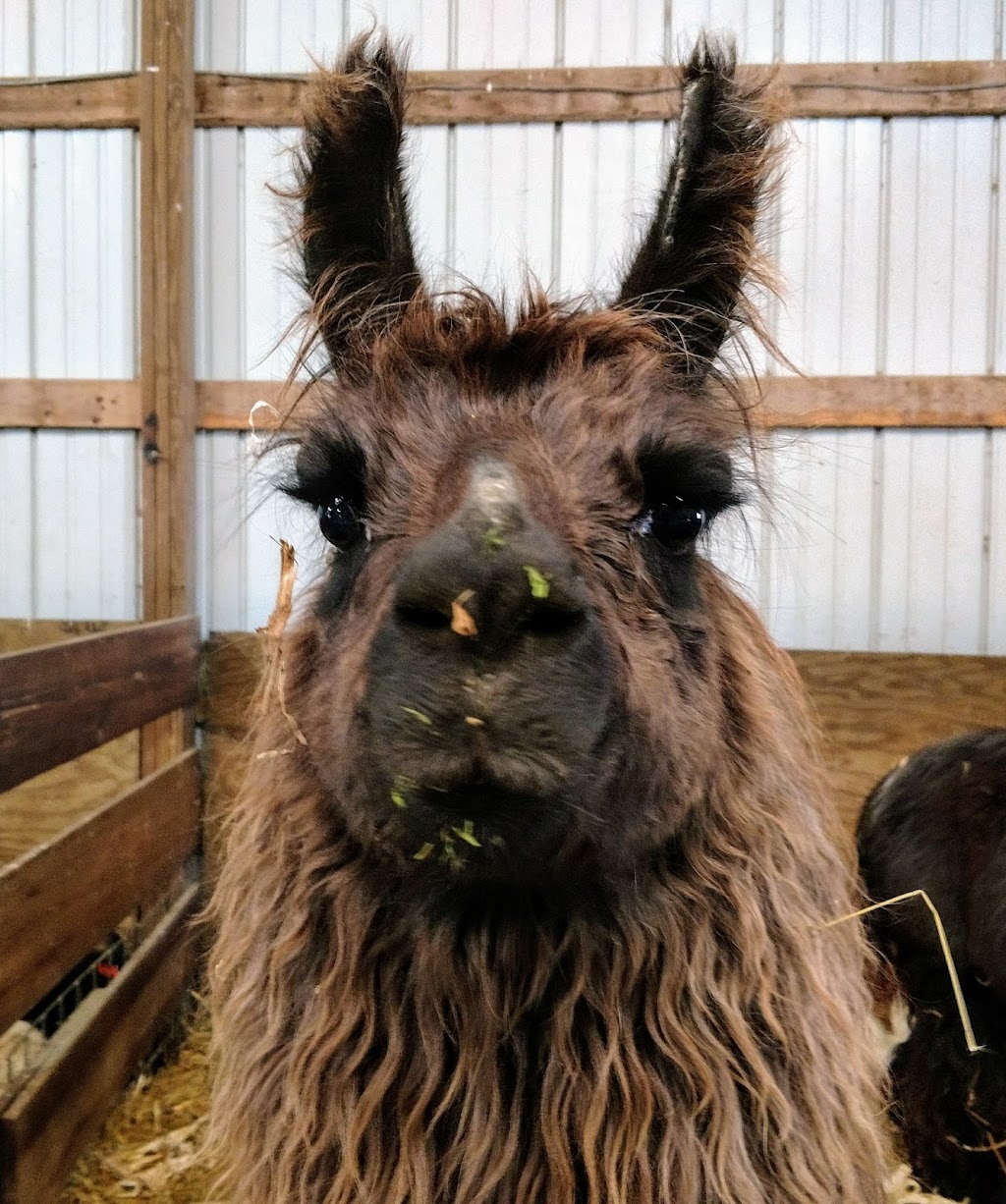 Havens Petting Farm | 2894 Erbe Rd, Blue Mounds, WI 53517, USA | Phone: (608) 513-5816