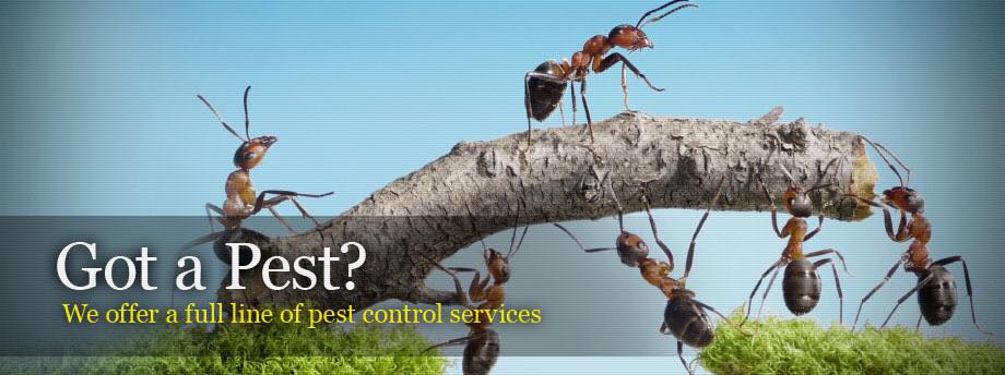 Ultra Tech Pest control | 10151 S, OK-51, Broken Arrow, OK 74014, USA | Phone: (918) 208-6144