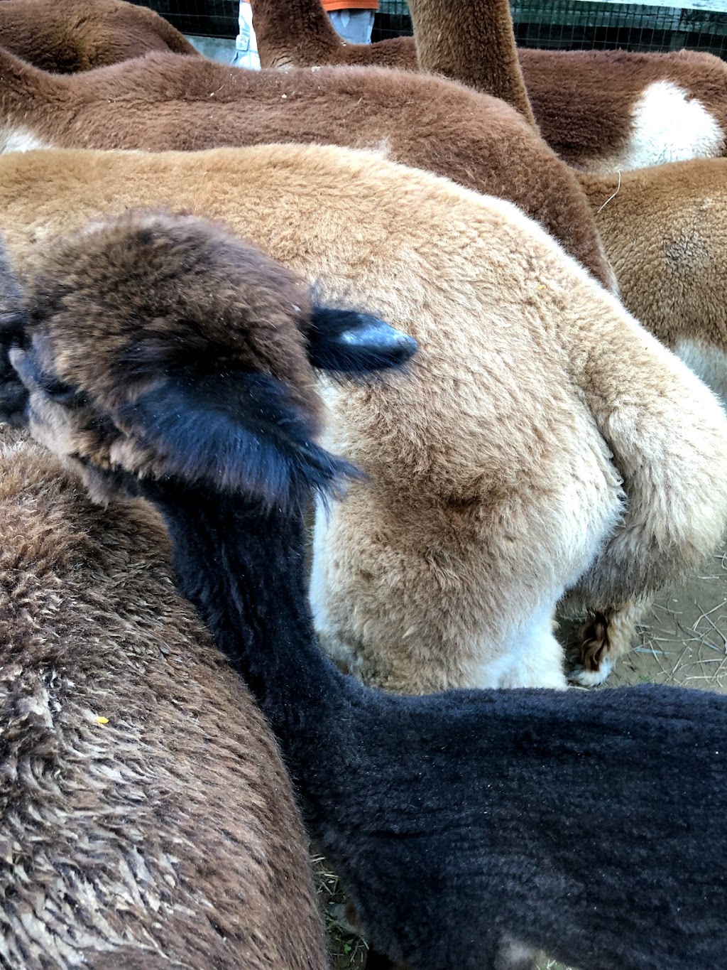 Windy Farm Alpacas | 61 White Pine Rd, Chesterfield Township, NJ 08515, USA | Phone: (609) 947-8269