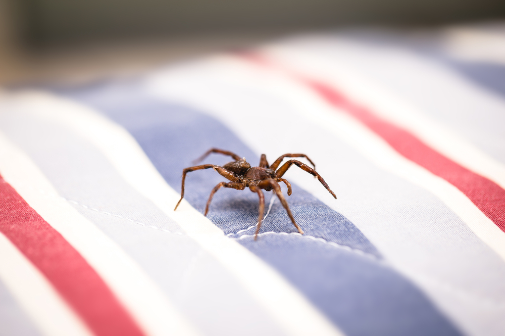 Its Bugs Or Us Pest Control | 936 N Las Vegas Trail, Fort Worth, TX 76108, USA | Phone: (817) 901-5752