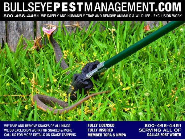 Bullseye Pest Management | 6720 White Tail Ln, Arlington, TX 76002, USA | Phone: (682) 472-4435