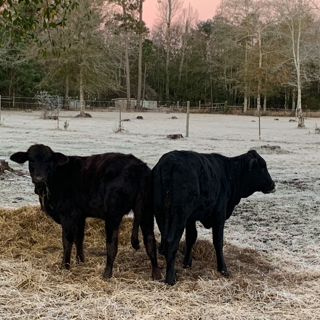 Black Creek Farm llc | 4421 MS-43, Picayune, MS 39466, USA | Phone: (601) 916-1610
