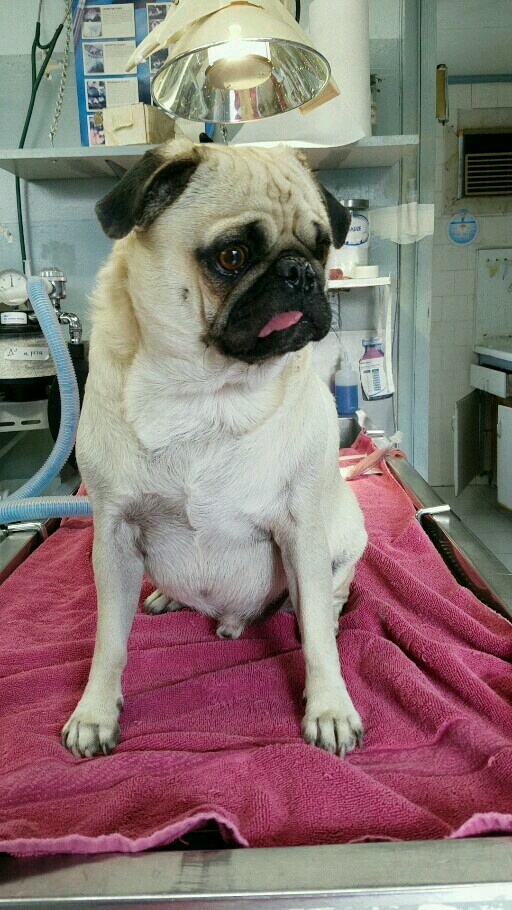 West Covina Pet Hospital | 1823 W San Bernardino Rd, West Covina, CA 91790, USA | Phone: (626) 337-2023