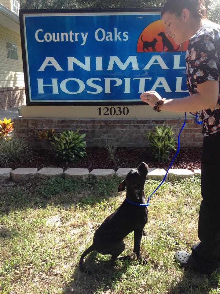 Country Oaks Animal Hospital | 12030 Moon Lake Rd, New Port Richey, FL 34654, USA | Phone: (727) 857-9977