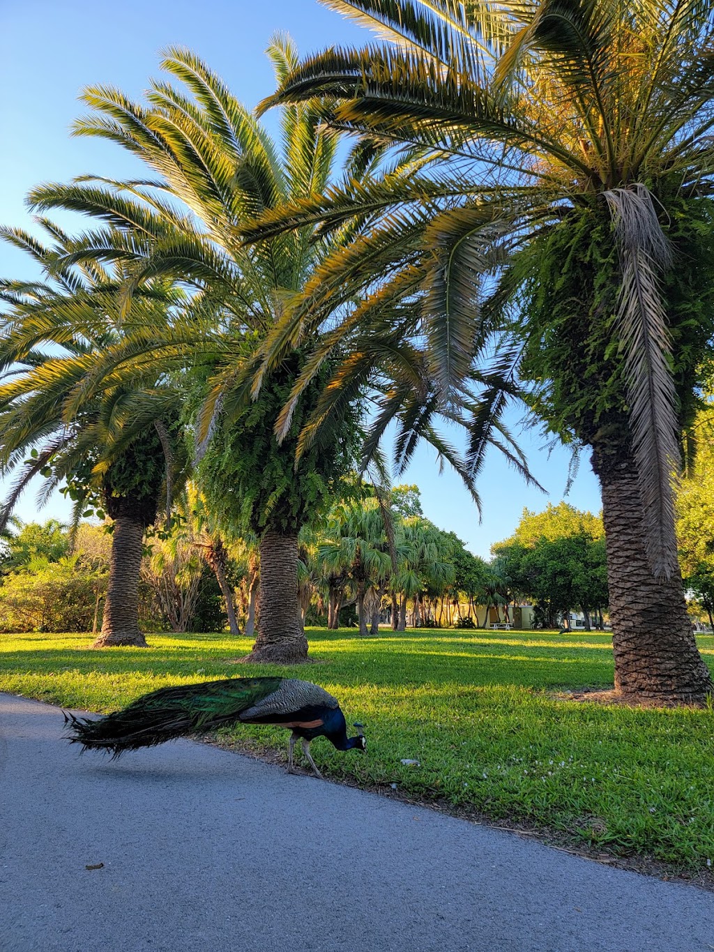 Crandon Park Mahogany Grove Group Picnic Area | Key Biscayne, FL 33149 | Phone: (305) 361-5421