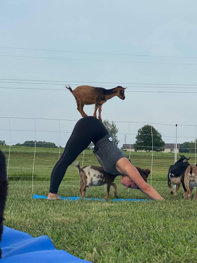 Goat Yoga of Southern IL | 10668 Niggli Rd, Alhambra, IL 62001, USA | Phone: (618) 540-2546