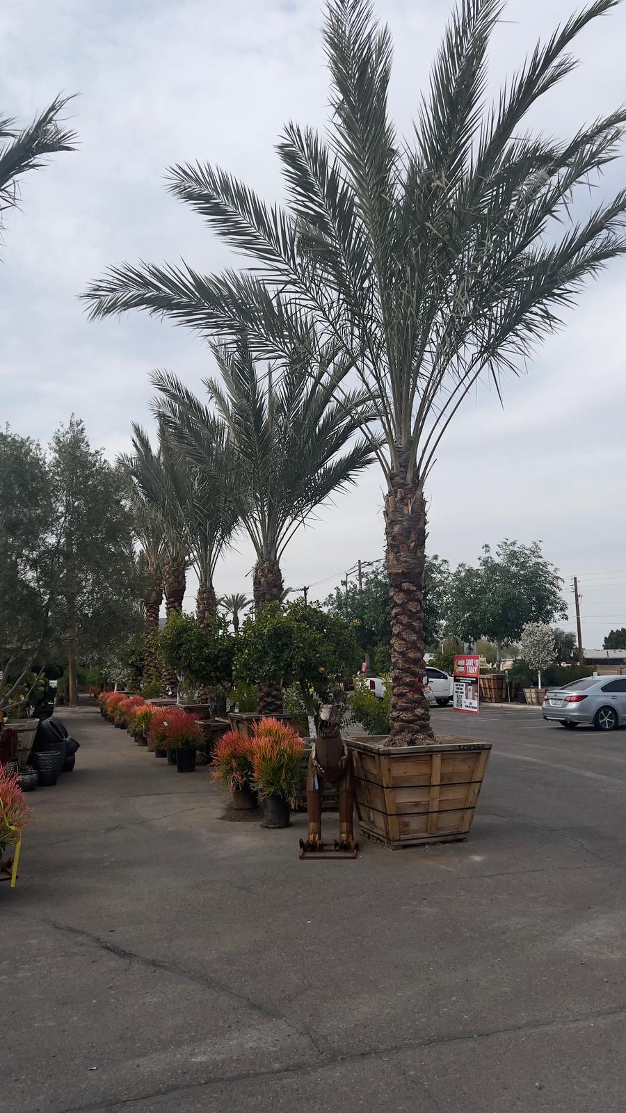 Moon Valley Nurseries | 1875 S Arizona Ave, Chandler, AZ 85286, USA | Phone: (480) 648-0603