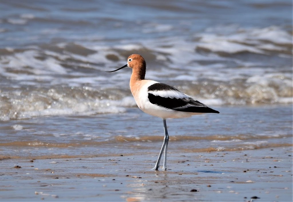 Whooping Crane & Dolphin Boat Tours | 215 N Fulton Beach Rd, Fulton, TX 78358 | Phone: (877) 892-4737