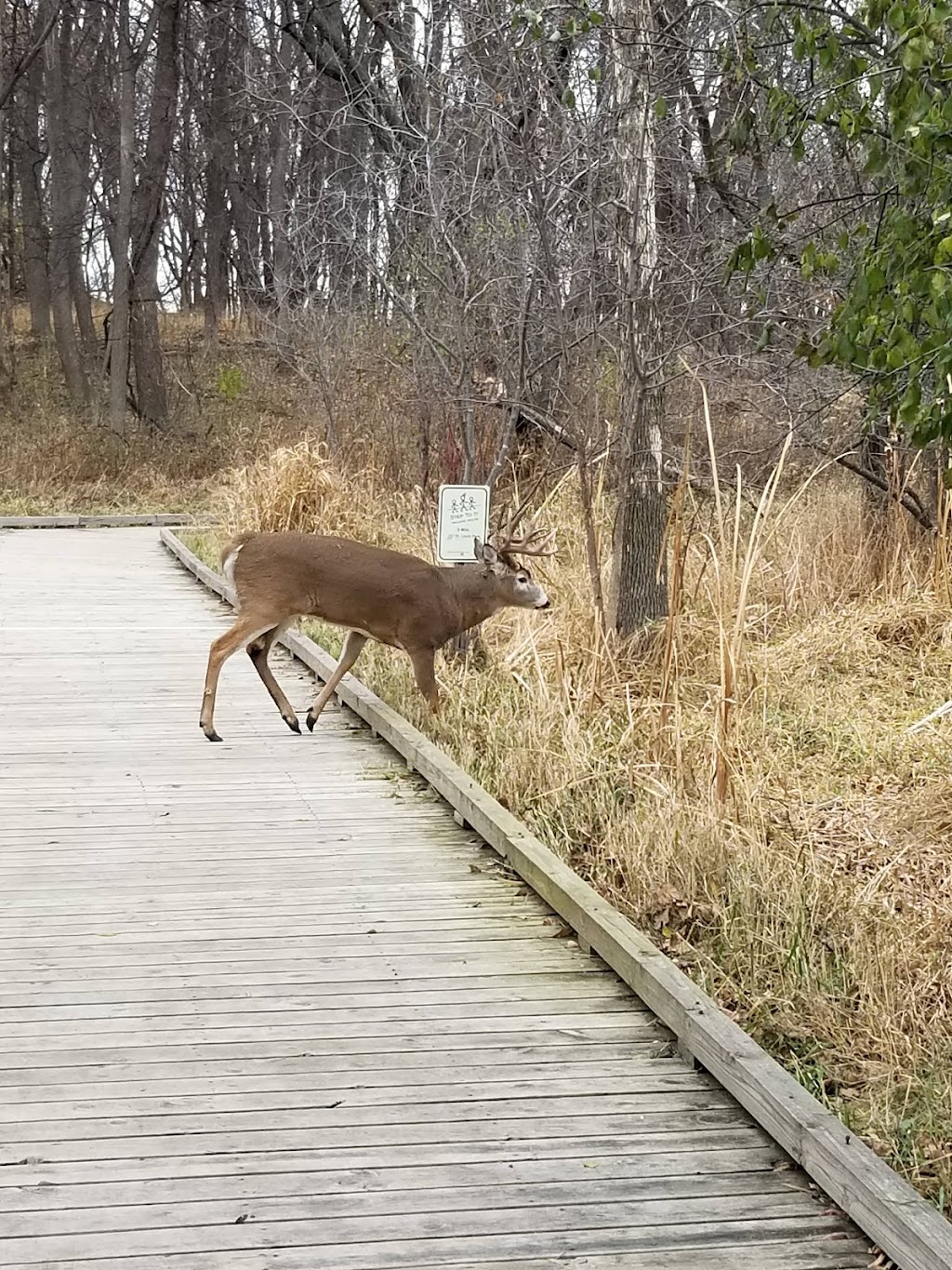 Westwood Hills Nature Center | 8300 W Franklin Ave, St Louis Park, MN 55426, USA | Phone: (952) 924-2544