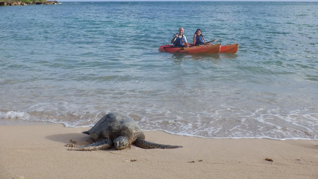 Shaka Kayaks | 57-101 W Kuilima Loop #175, Kahuku, HI 96731 | Phone: (808) 381-4121