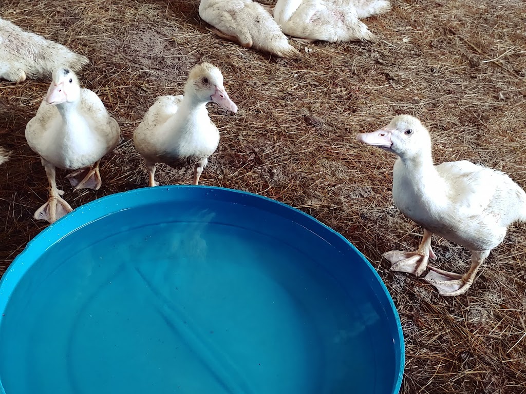 Lucky Duck Farm | 6067 NY-30, Schoharie, NY 12157, USA | Phone: (518) 244-0777