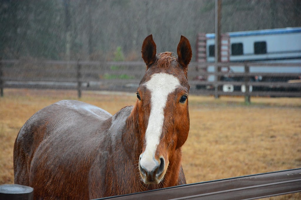 Fox Wire Farm Alpacas | 300 Turners Neck Rd, Toano, VA 23168, USA | Phone: (757) 707-5052