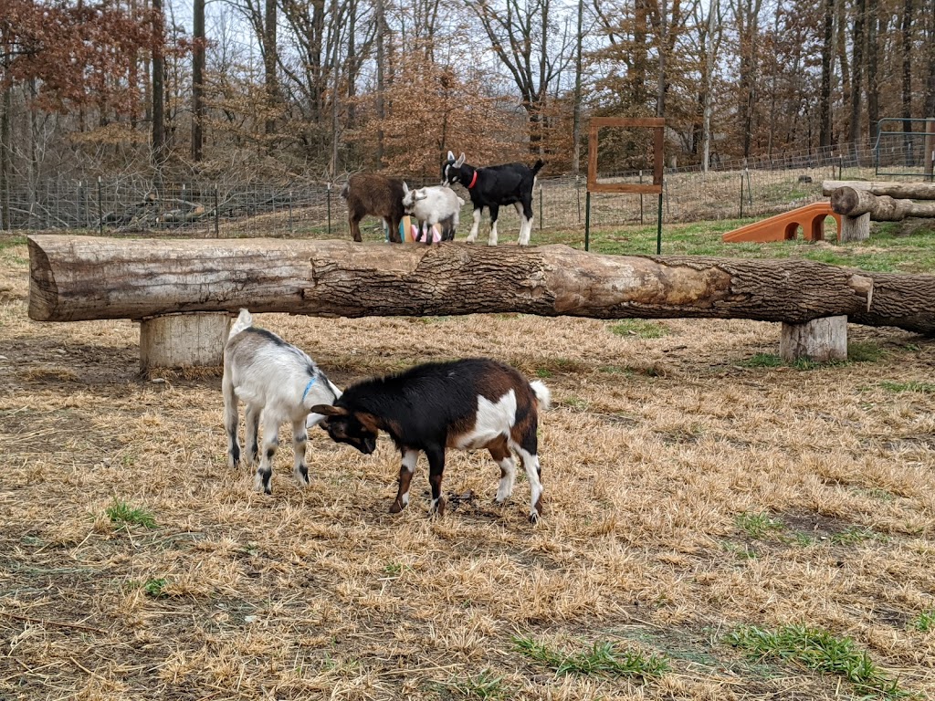 Goat Milk Stuff Online - See GMSFarm.com to visit the farm | 76 S Lake Rd N, Scottsburg, IN 47170, USA | Phone: (812) 752-0622