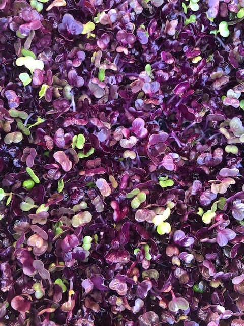 Microgreens R Us San Diego | 4871 Conrad Ave, San Diego, CA 92117 | Phone: (858) 230-8169