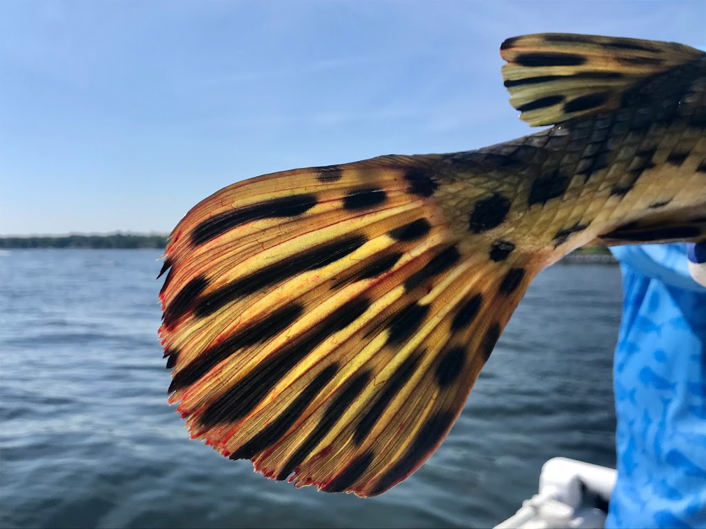 Chautauqua Fishing Charters | 9 Merrill Ave, Chautauqua, NY 14722, USA | Phone: (571) 213-2542