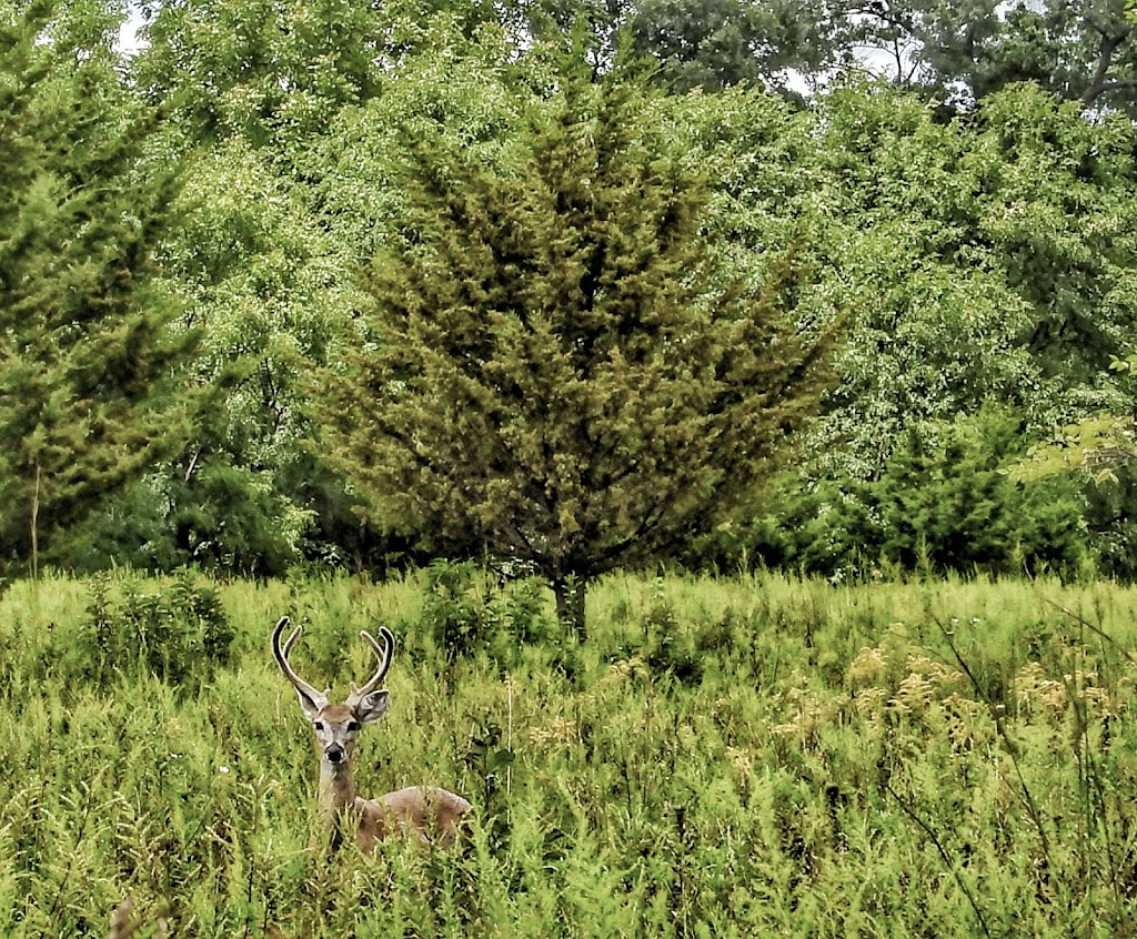 Washington Grove Conservation Park | 105 Ridge Rd, Rockville, MD 20855, USA | Phone: (301) 495-2595