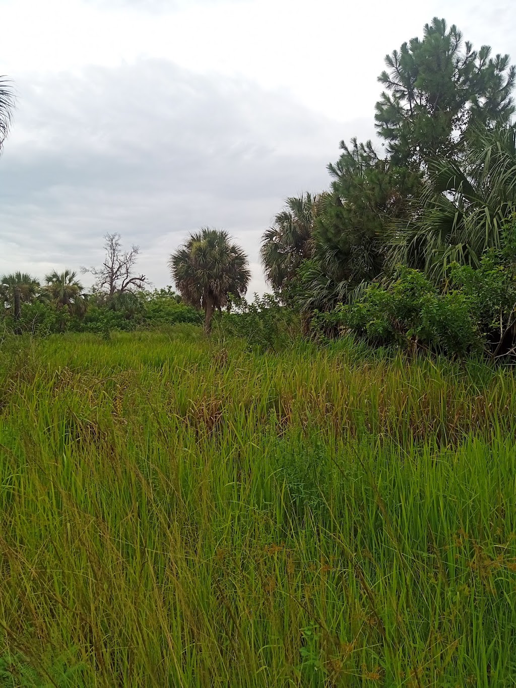 Wolf Branch Creek Nature Preserve | 481 Villemaire Rd, Apollo Beach, FL 33572, USA | Phone: (813) 671-7754