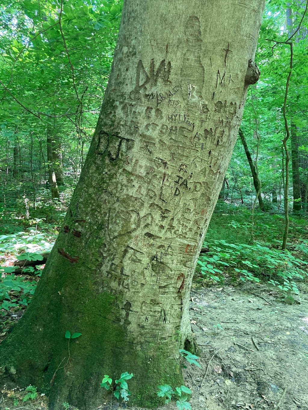 Meeman-Shelby Forest State Park Visitor Center | Meeman-Shelby State Park Visitor Center, 910 Riddick Rd, Millington, TN 38053, USA | Phone: (901) 876-5215