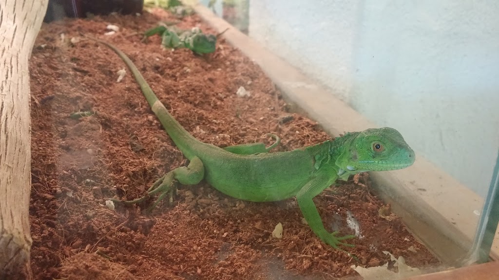 ACE OF HEARTS KENNEL AND GROOMING | 126 Atrisco Dr SW, Albuquerque, NM 87105, USA | Phone: (505) 831-3433