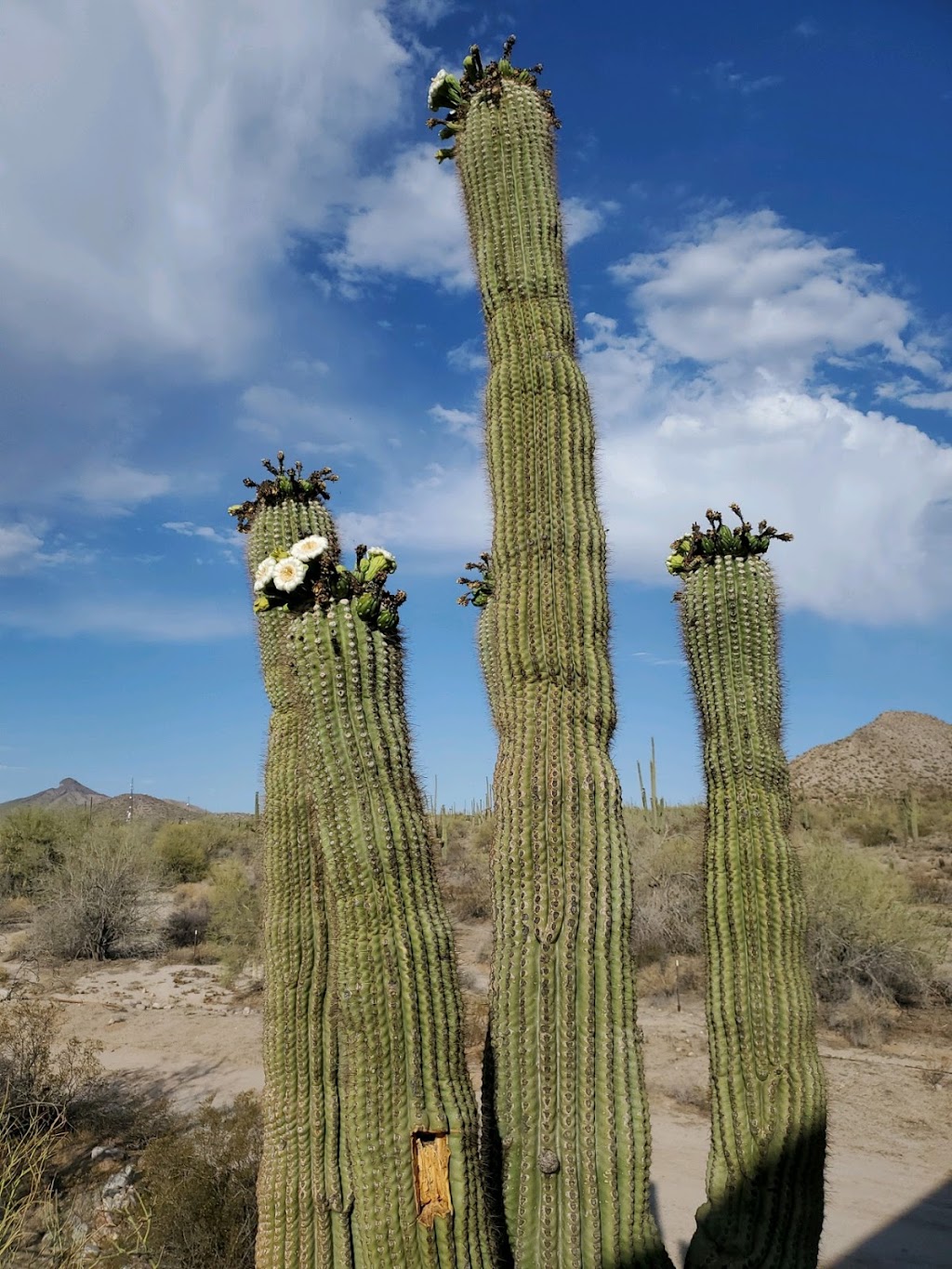 Arizona Desert Lofts | 51654 AZ-84, Maricopa, AZ 85139, USA | Phone: (480) 225-0700