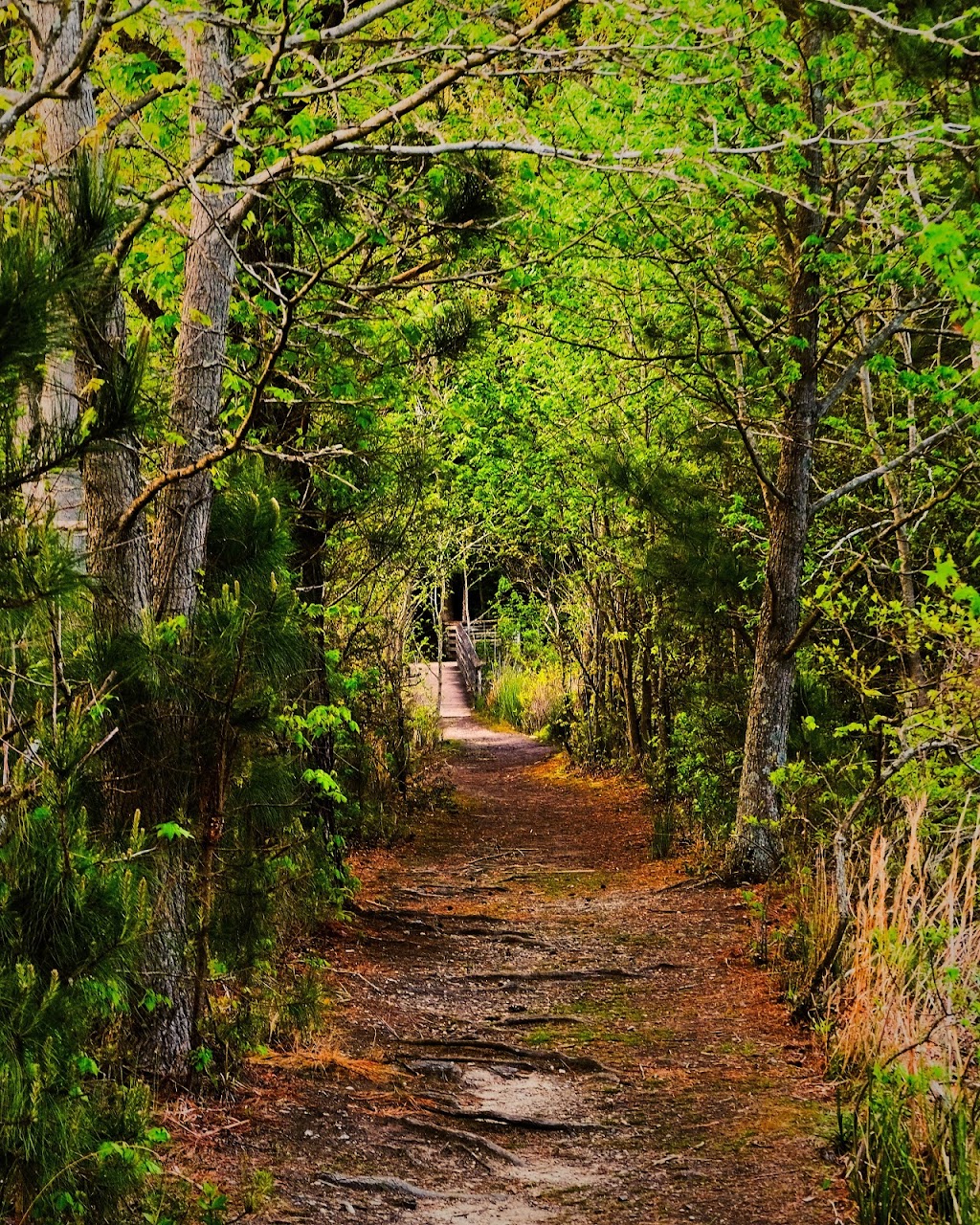 Sandy Bottom Nature Park | 1255 Big Bethel Rd, Hampton, VA 23669, USA | Phone: (757) 825-4657