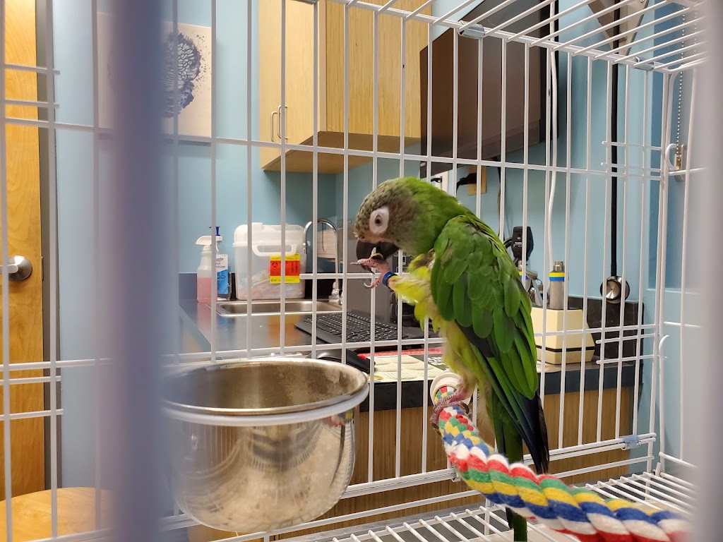 Avian and Exotic Animal Care | 8711 Fidelity Blvd, Raleigh, NC 27617, USA | Phone: (919) 844-9166