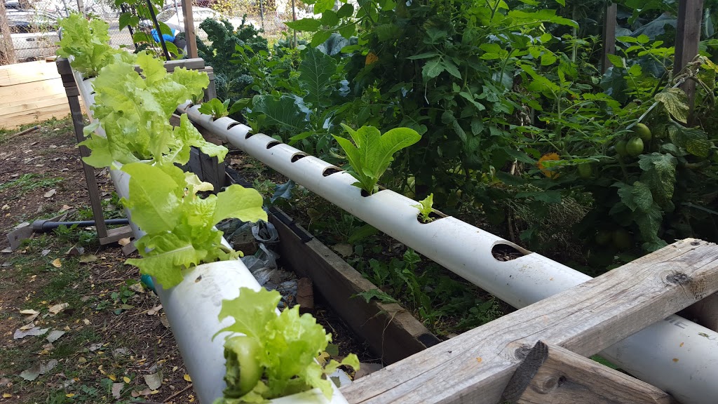 Eagle Slope Community Garden | 582 Westchester Ave, The Bronx, NY 10455, USA | Phone: (212) 639-9675