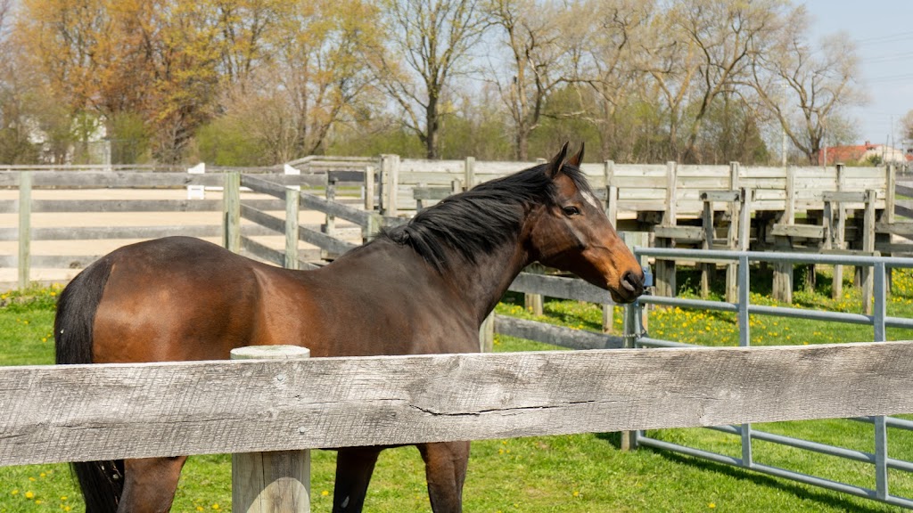 Iverson Equine Practice | 24630 N Old McHenry Rd, Hawthorn Woods, IL 60047, USA | Phone: (224) 286-4227