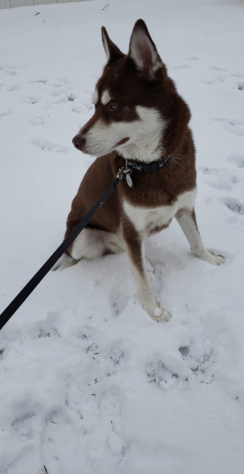 Eureka Veterinary Clinic | 1415 W 5th St, Eureka, MO 63025, USA | Phone: (636) 938-5070