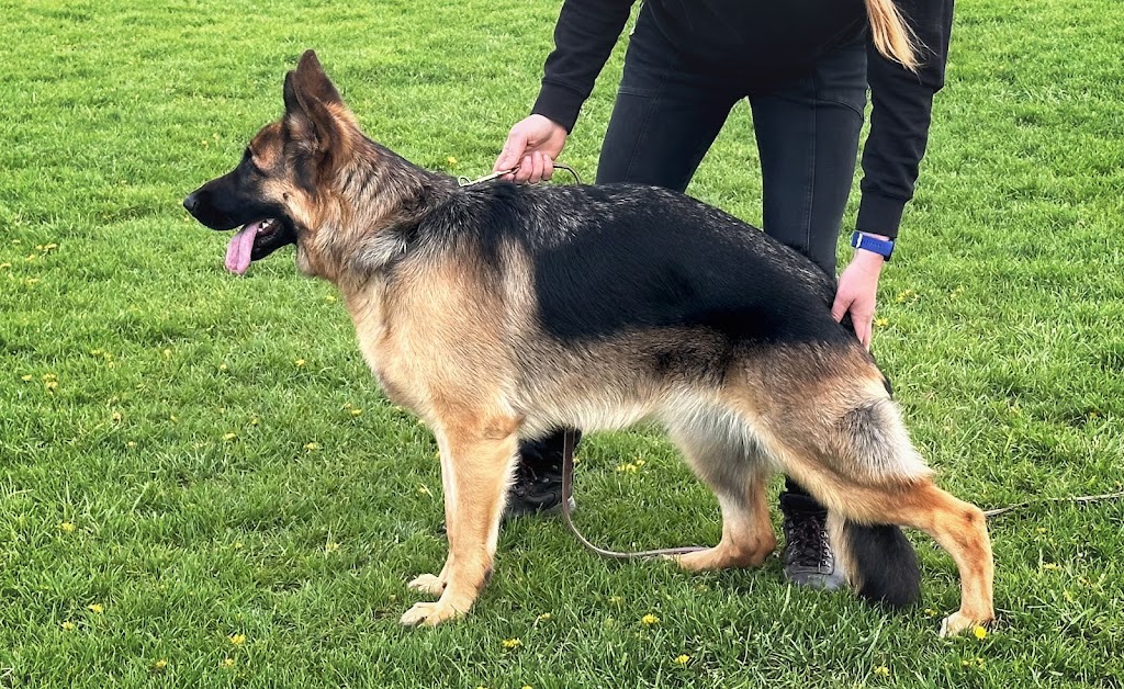 Upstate Canine Academy - Dog Training Facility | 24 Corporate Dr, Clifton Park, NY 12065, USA | Phone: (518) 952-7873