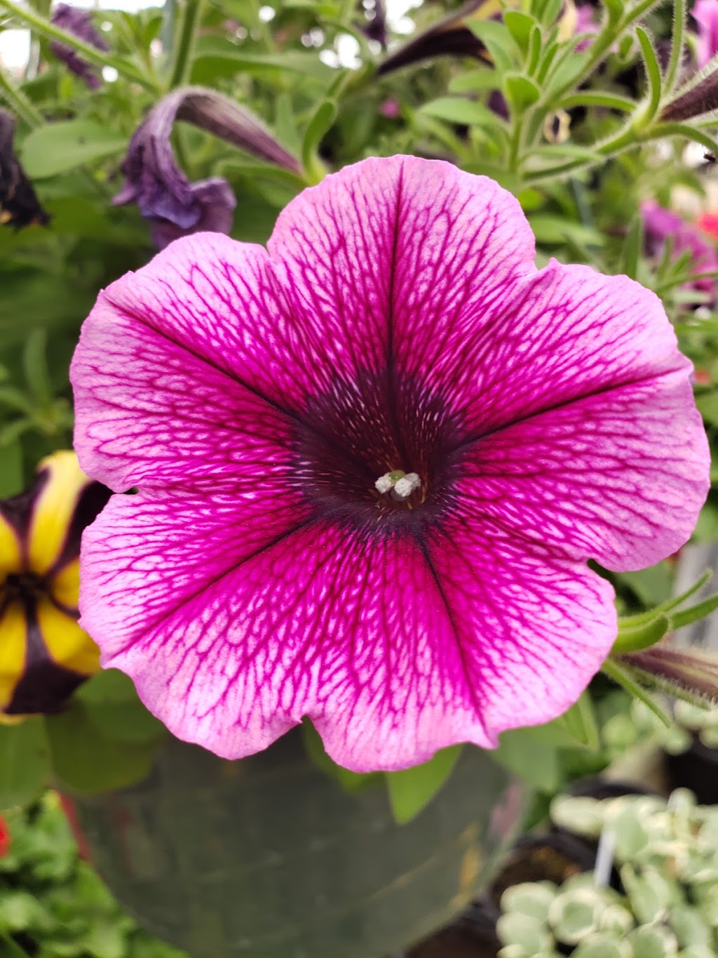 Patchwork Gardens | 2999 U.S. 35 SE, Washington Ct Hs, OH 43160, USA | Phone: (740) 335-0018 Patchwork Gardens | 2999 U.S. 35 SE, Washington Ct Hs, OH 43160, USA | Phone: (740) 335-0018