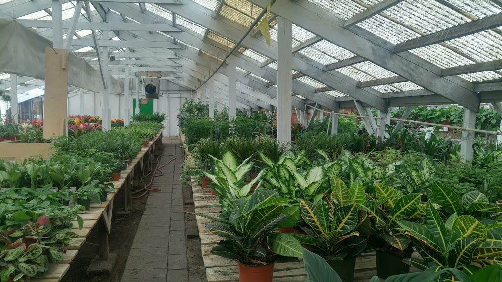 Downs Wholesale Greenhouse | 5018 E Thomas Rd, Phoenix, AZ 85018, USA | Phone: (602) 840-2600