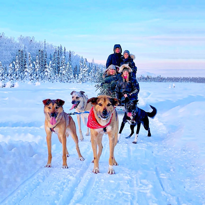 Alaskan Husky Adventures | 18408 W Reynolds Rd, Willow, AK 99688, USA | Phone: (907) 744-8211