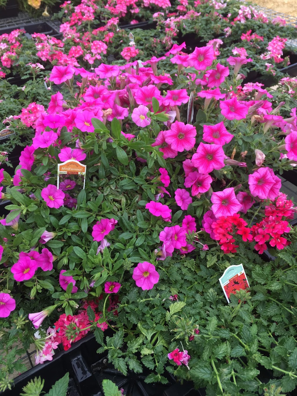 C&M Greenhouses | 470 Union Rd, Vineland, NJ 08360, USA | Phone: (856) 691-7881