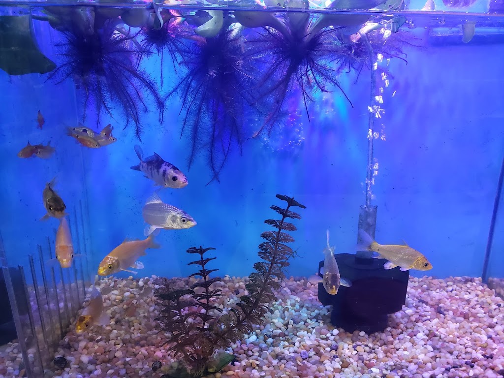 Bay Bridge Aquarium | 2400 Filbert St, Oakland, CA 94607, USA | Phone: (877) 809-4067