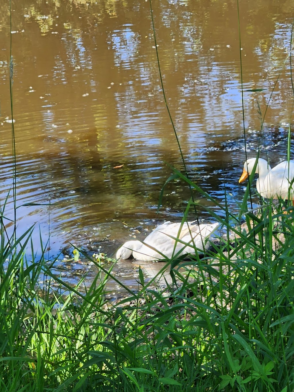 Robinhood of Sherwood Forest | 7945 Dunn Rd, Munith, MI 49259, USA | Phone: (517) 596-2165