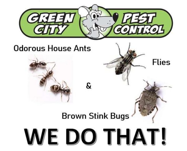 Green City Pest Control | 2406 Rucker Ave, Everett, WA 98201, USA | Phone: (425) 757-3383