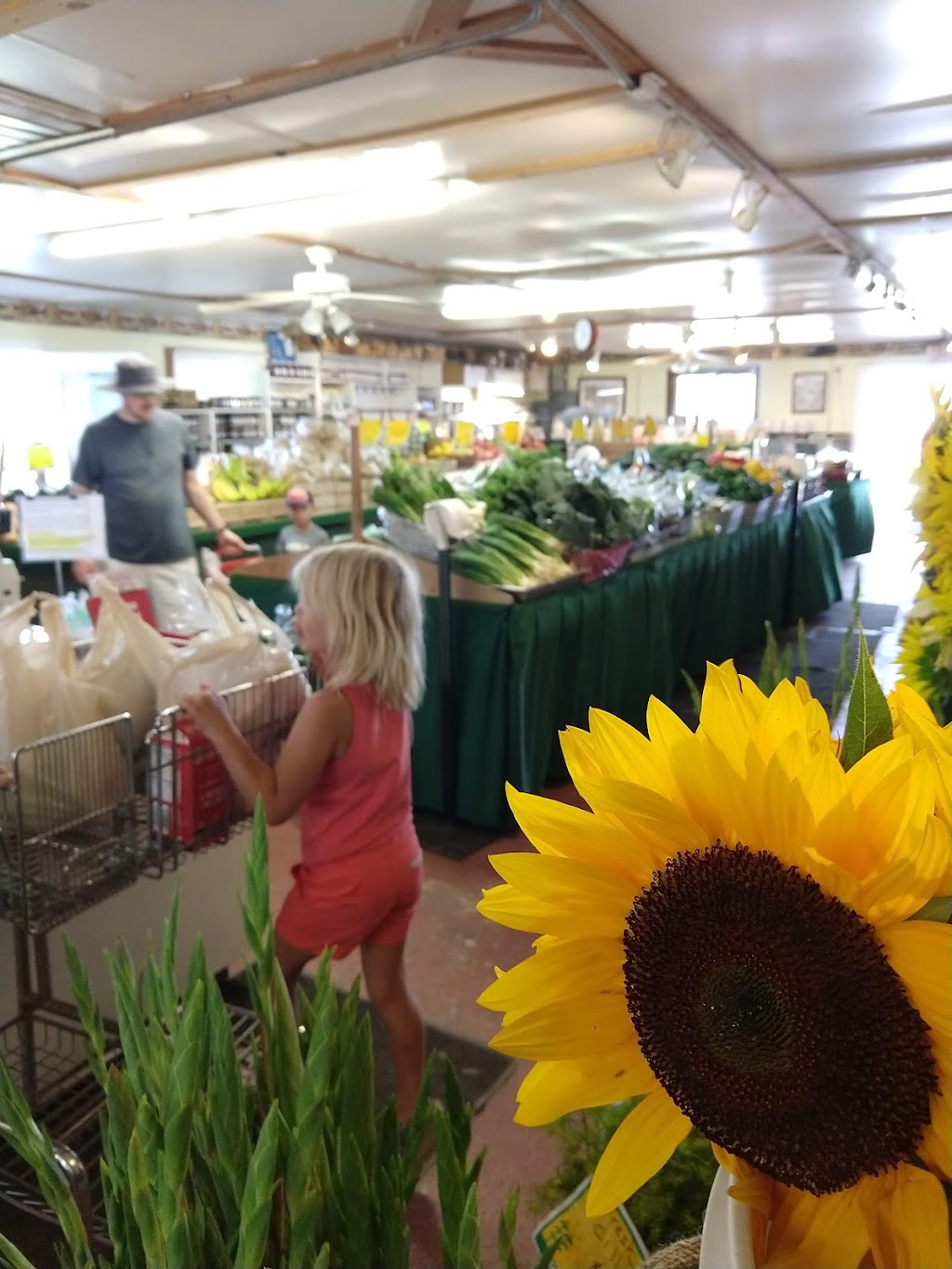 Alexander Farm Market & Greenhouses | 6925 Whitmore Lake Rd, Whitmore Lake, MI 48189, USA | Phone: (734) 741-1064