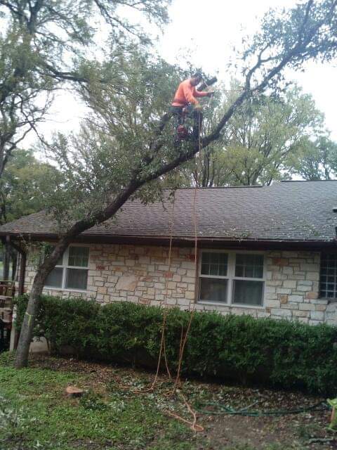 Adeleyvis Vazquez trees service | 240 goodwin ct, Lockhart, TX 78644, USA | Phone: (786) 239-5711