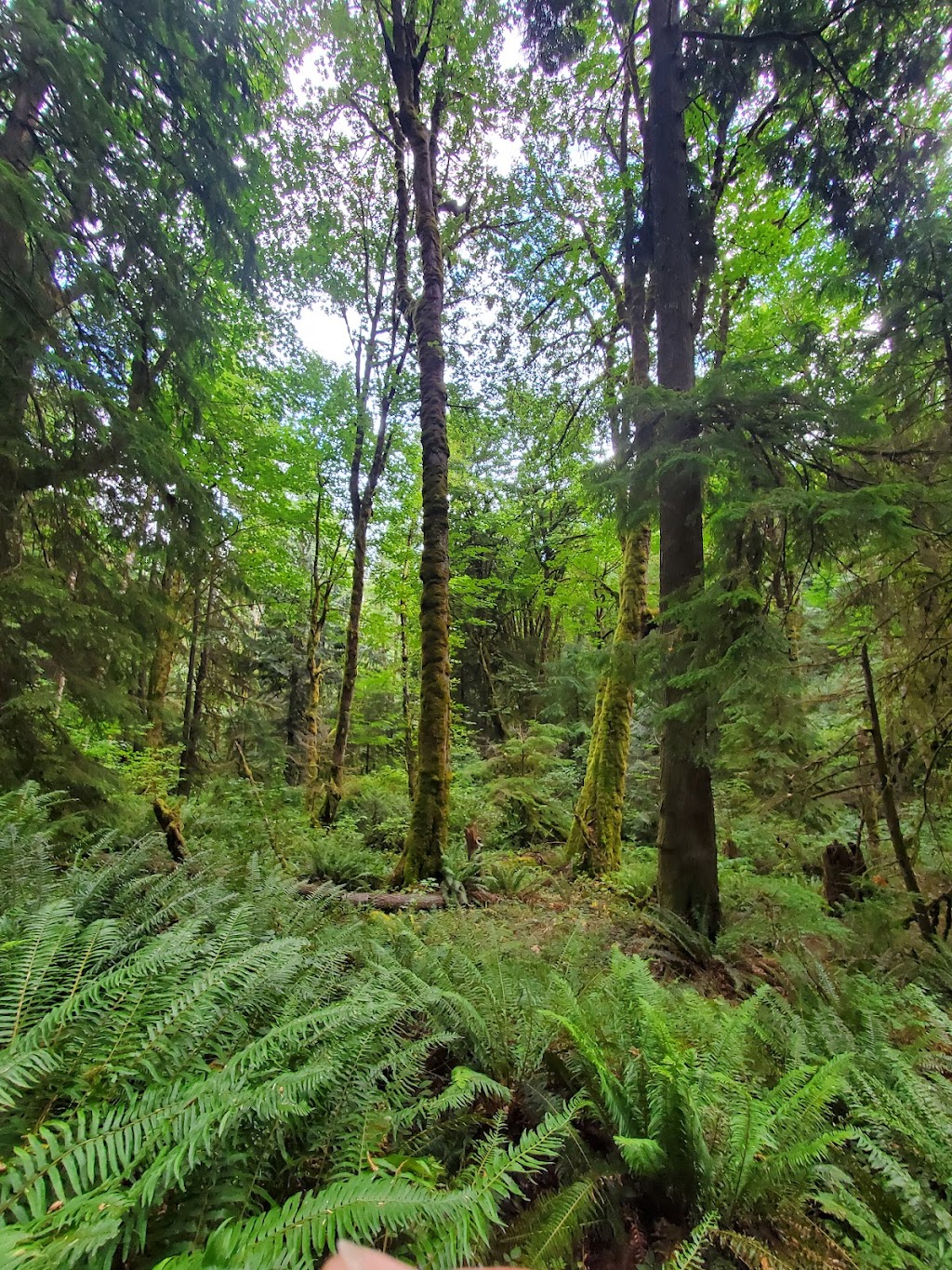 Wilderness Peak | Wilderness Peak Trail, Renton, WA 98059, USA | Phone: (206) 477-4527