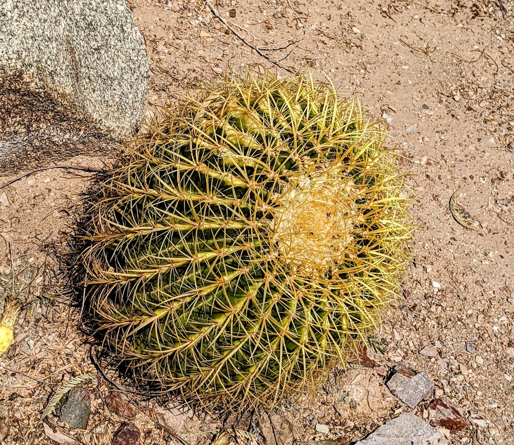 Chandler Xeriscape Demonstration Garden | 410 N Arrowhead Dr, Chandler, AZ 85224, USA | Phone: (480) 782-3580